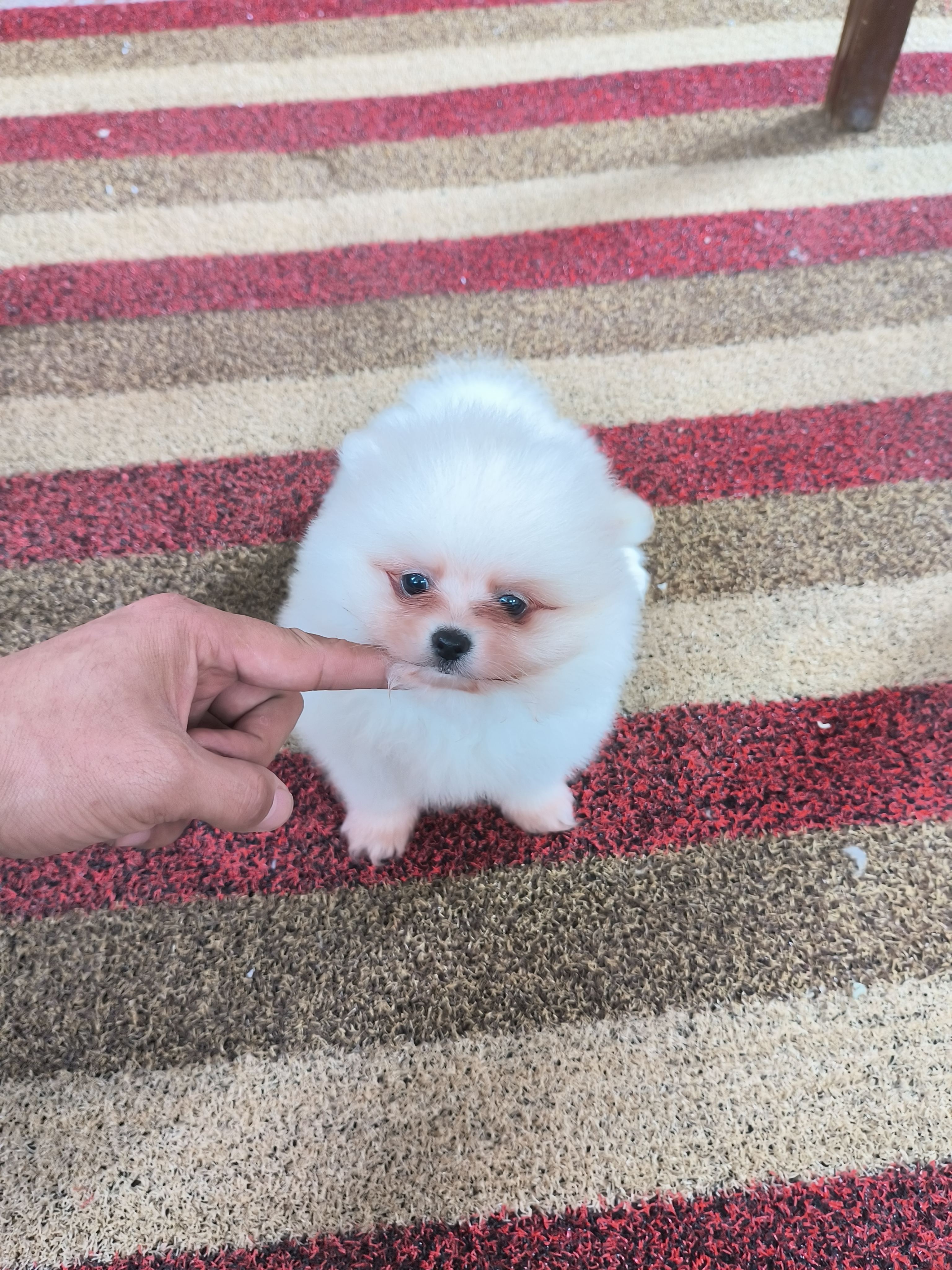 鸭嘴短版白博美